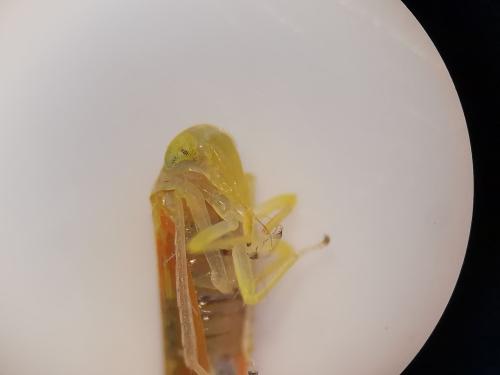 Réf. 294 350 : Alebra albostriella